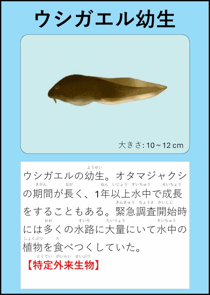 オタマジャクシ