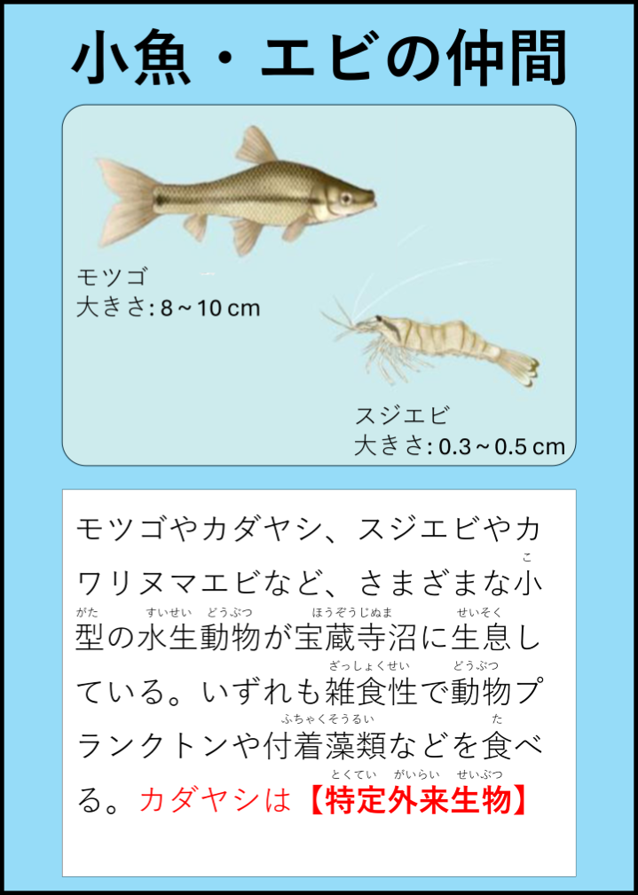 小魚エビ