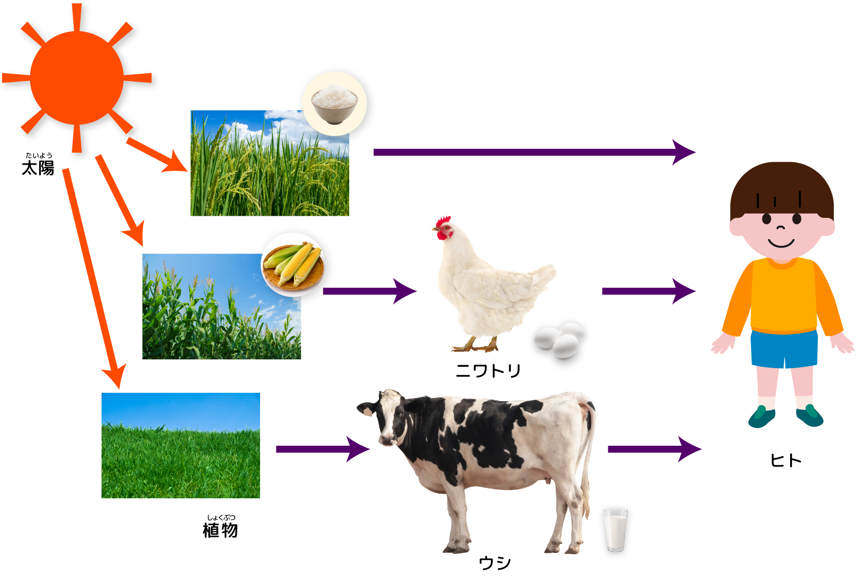 太陽の光エネルギーの流れ　植物がエネルギーを変える　動物がエネルギーをもらう