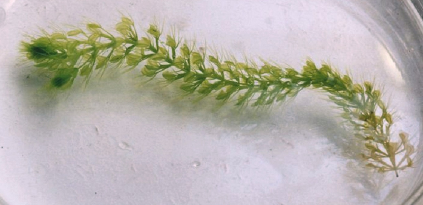 ムジナモの写真