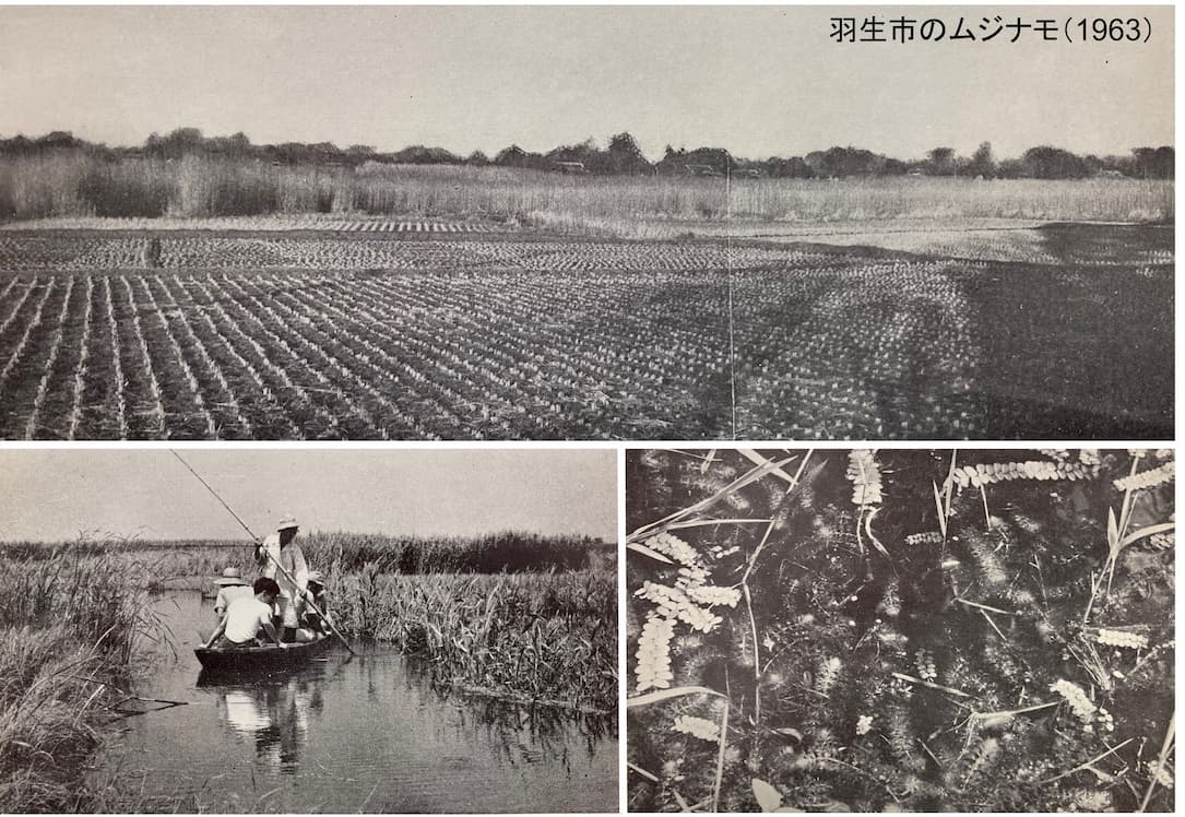 1963年の羽生市の様子