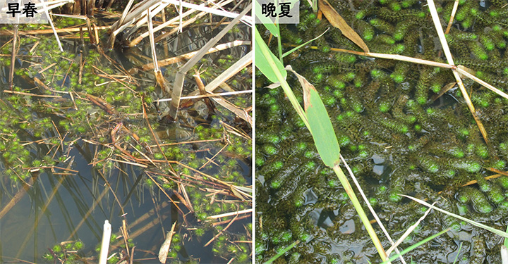 早春と晩夏の水面のムジナモの様子