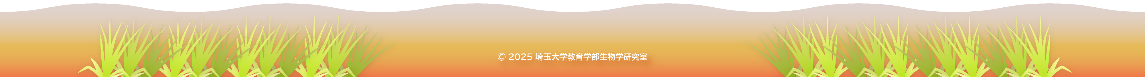 コピーライト　2025年　埼玉大学教育学部　生物学研究室